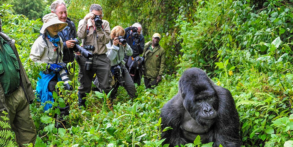 Anhourwithgorillas